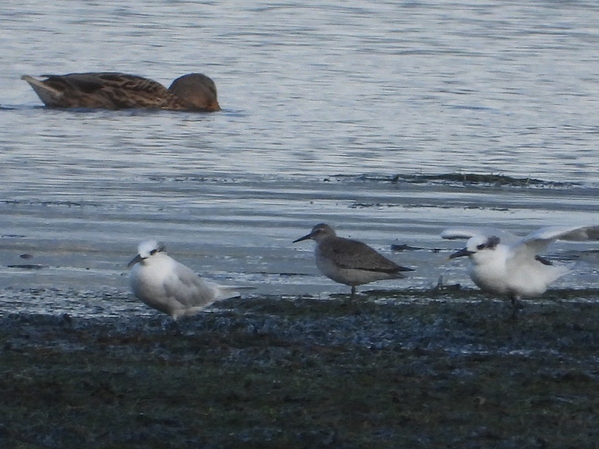 Red Knot - ML644857732