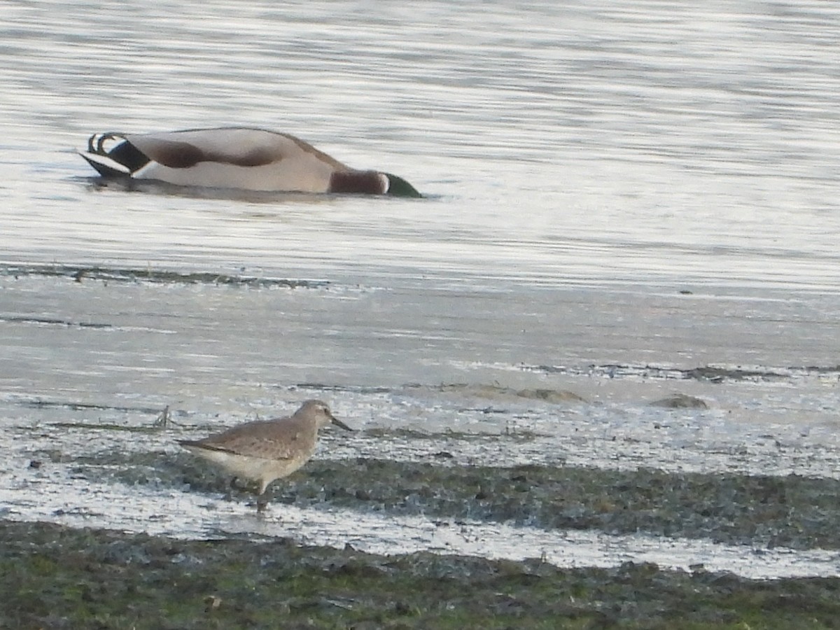 Red Knot - ML644857733