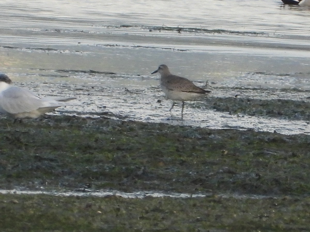 Red Knot - ML644857734