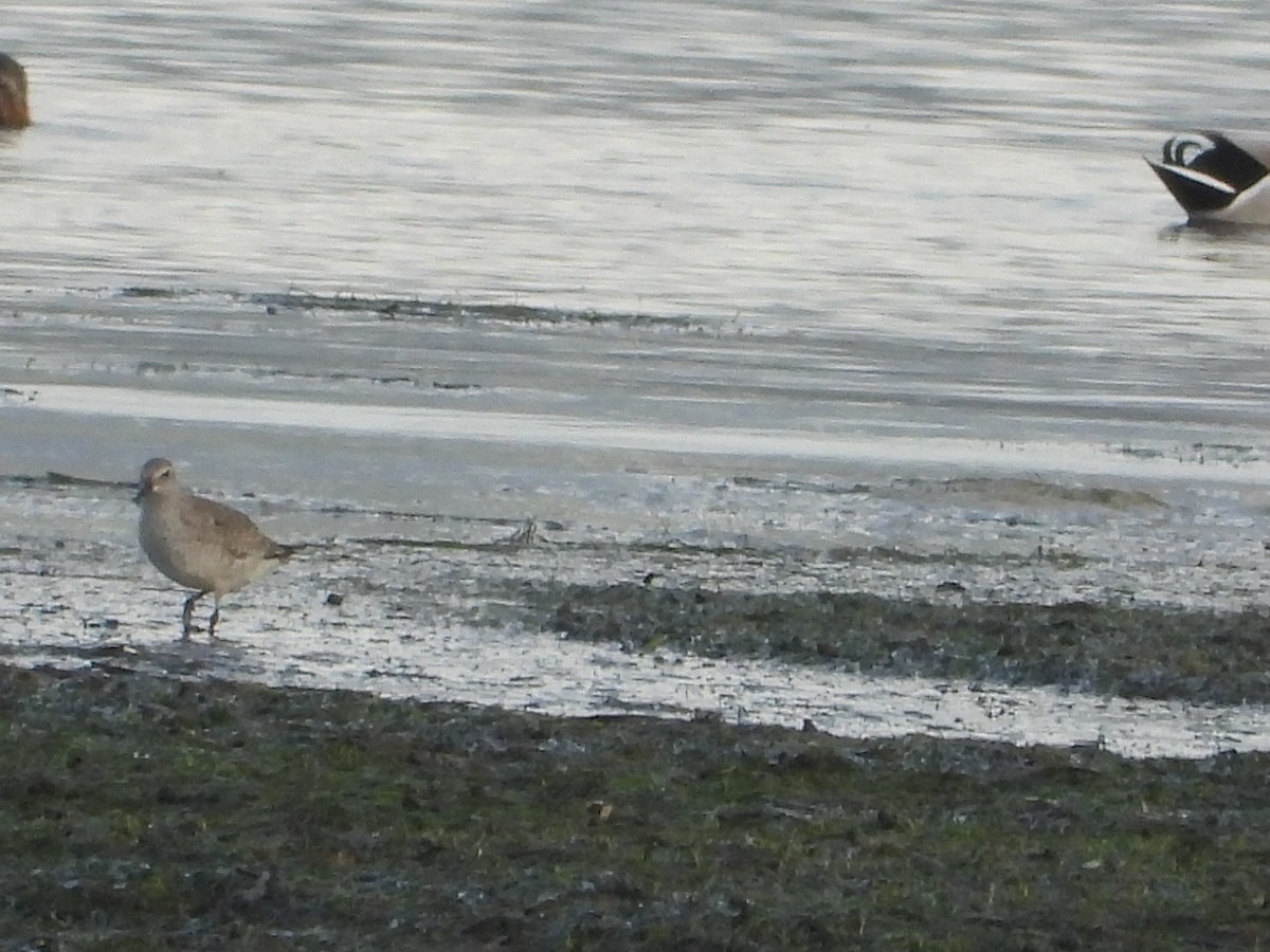 Red Knot - ML644857735