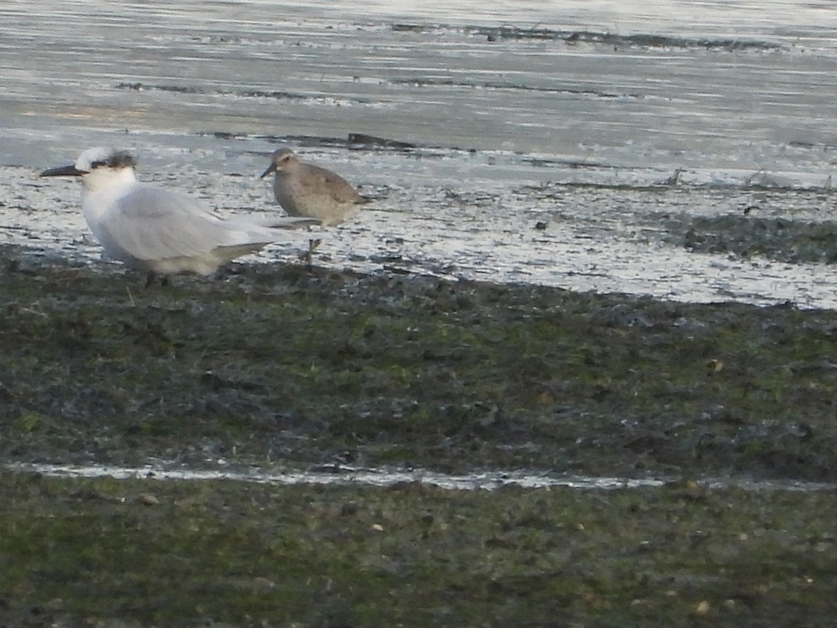 Red Knot - ML644857736