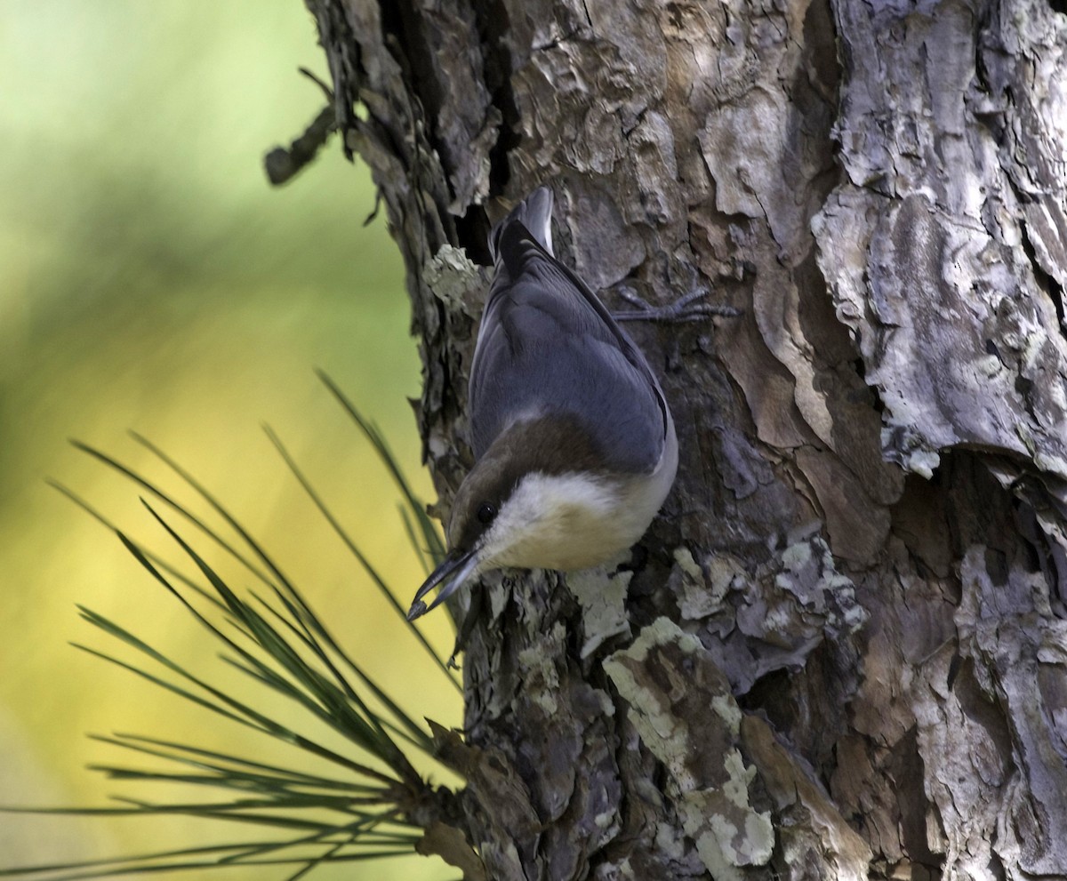 Sittelle à tête brune - ML644857738