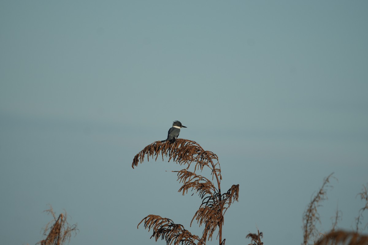Belted Kingfisher - ML644857742