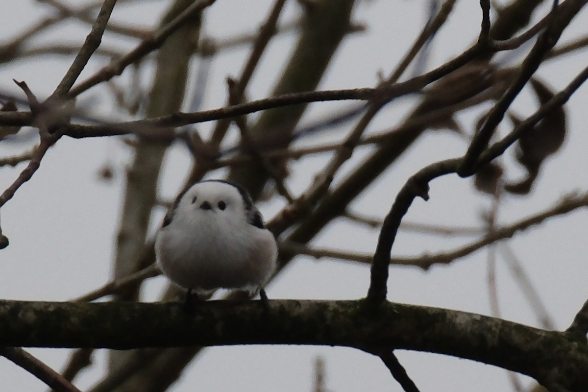 エナガ - ML644857743