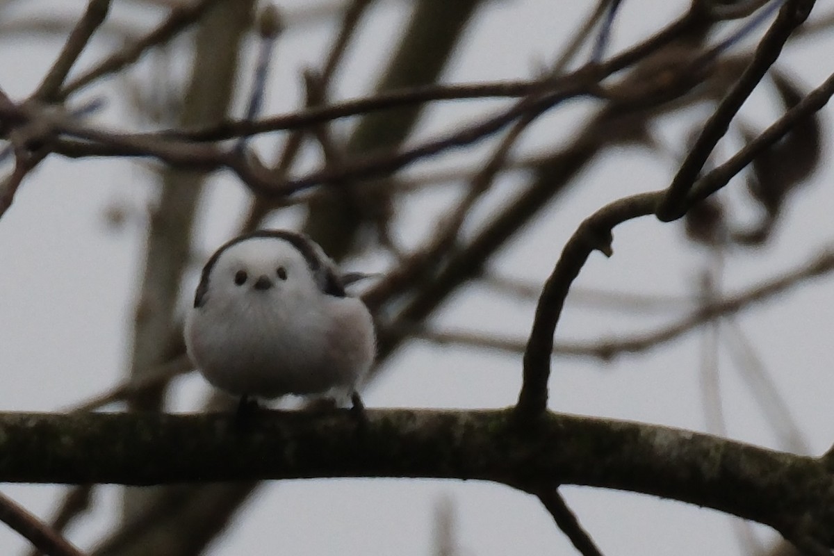 エナガ - ML644857744