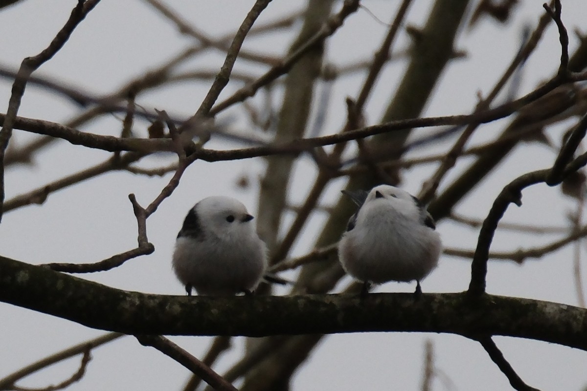 エナガ - ML644857745