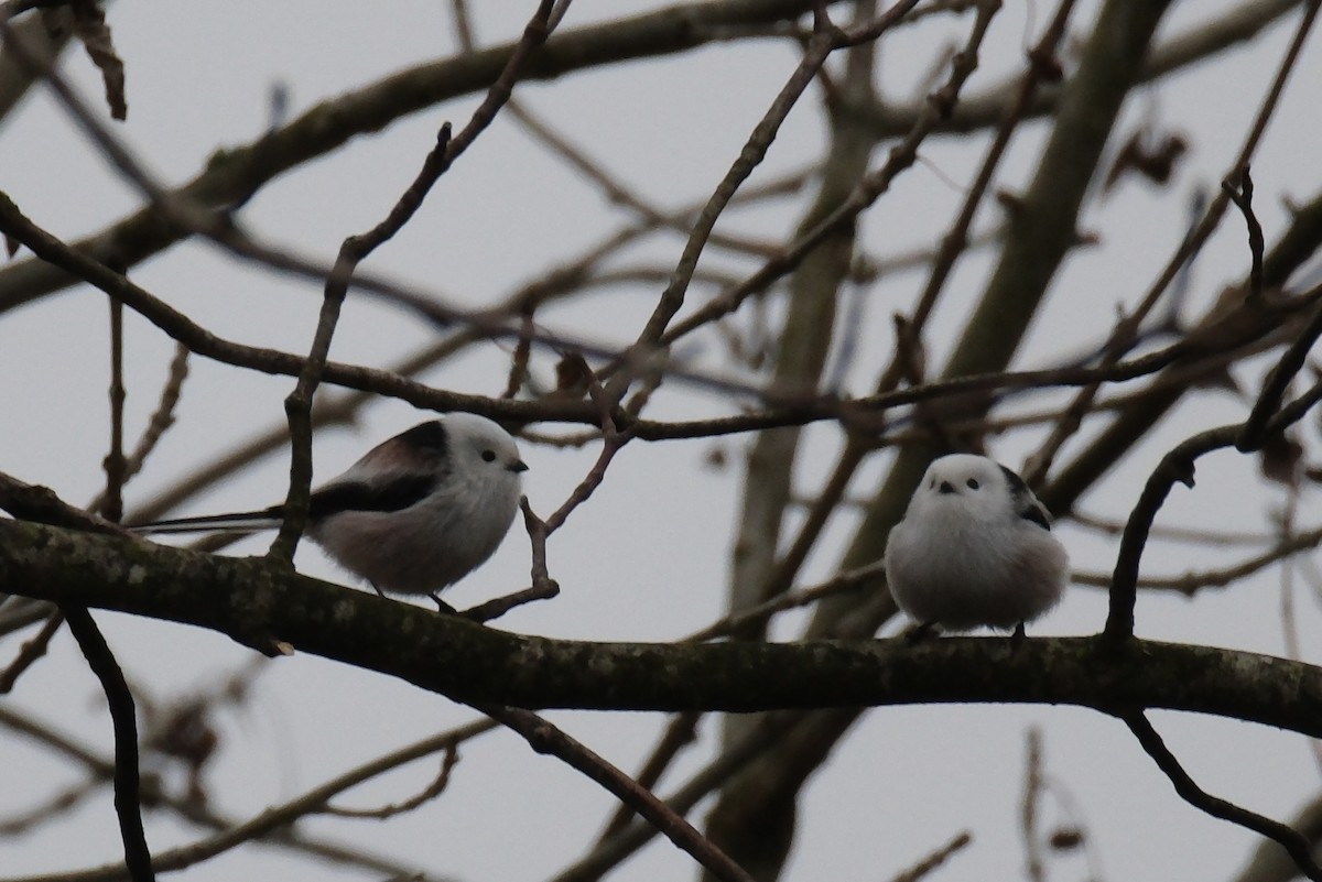 エナガ - ML644857746