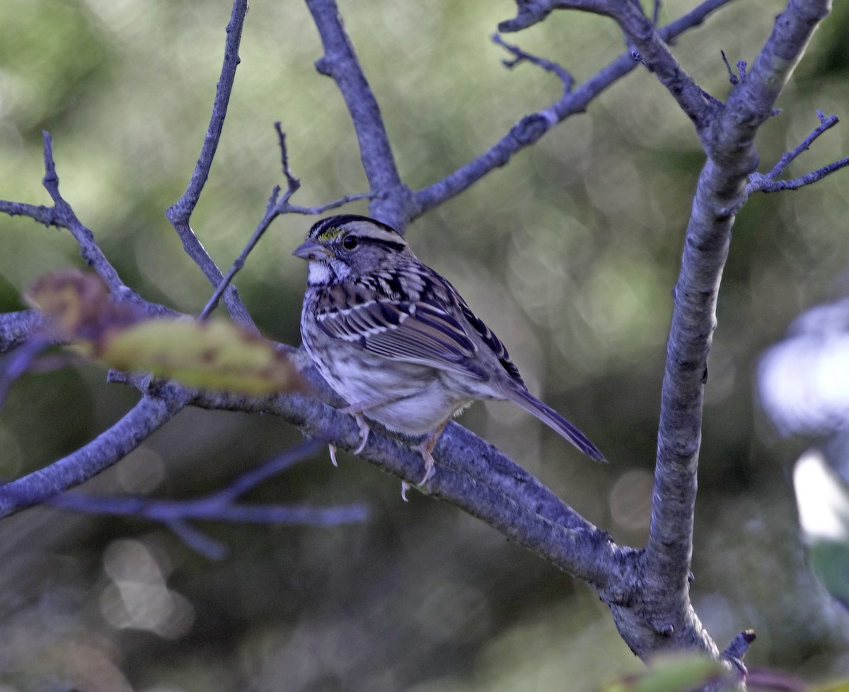 White-throated Sparrow - ML644857748