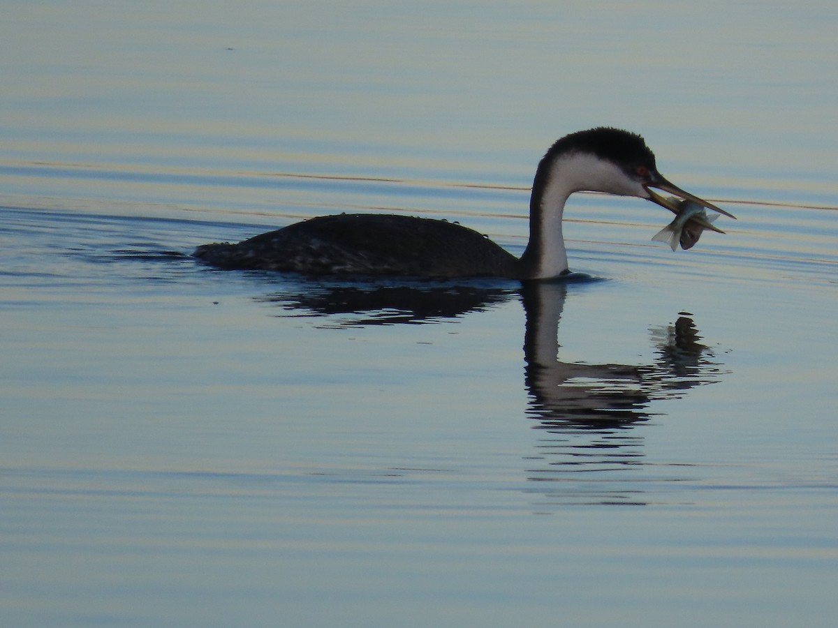 potápka západní - ML644857752