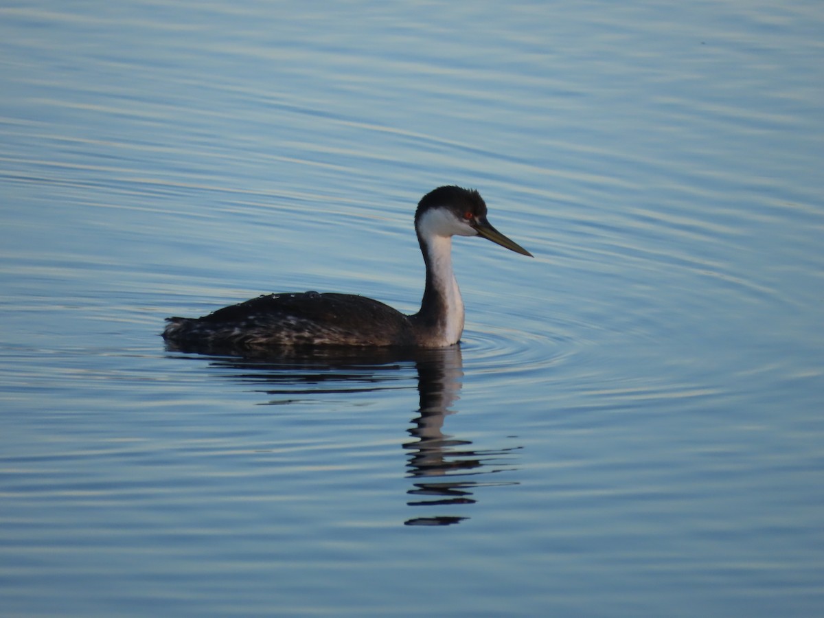 potápka západní - ML644857753