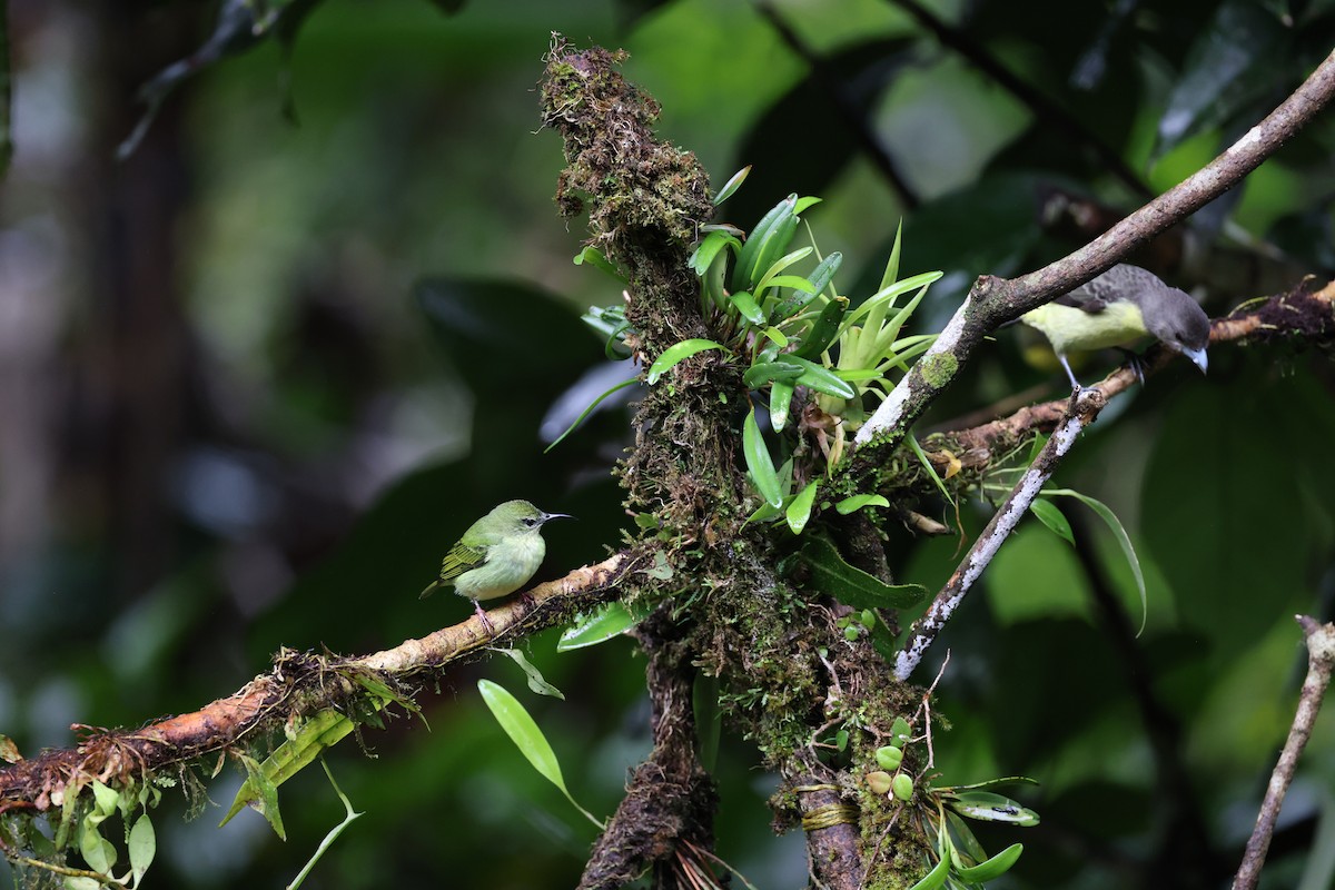 Red-legged Honeycreeper - ML644857754
