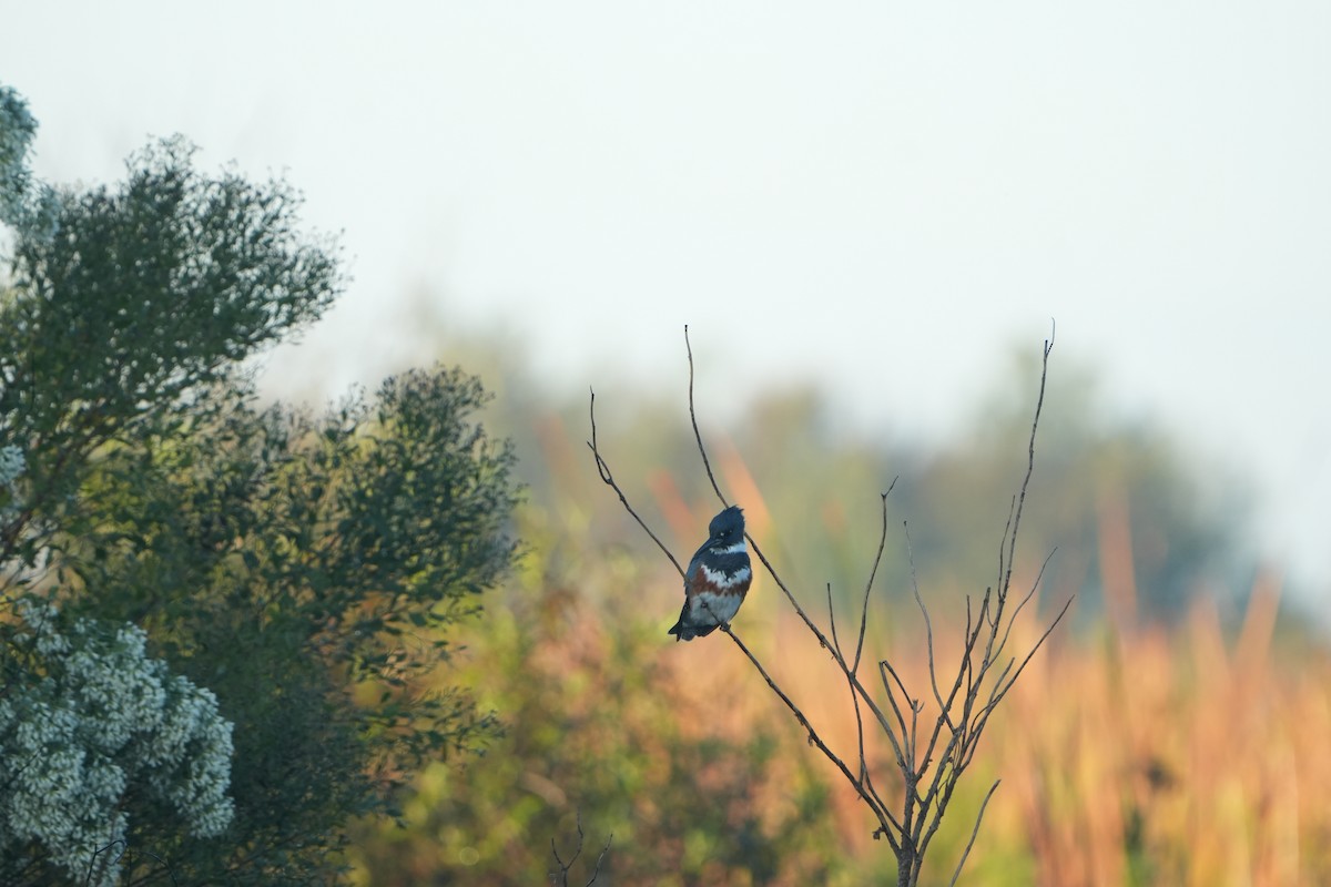 Belted Kingfisher - ML644857755