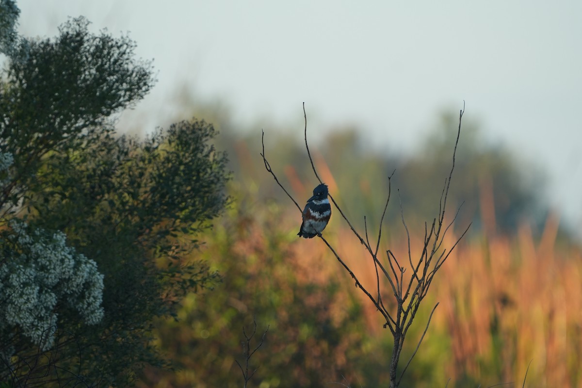 Belted Kingfisher - ML644857756