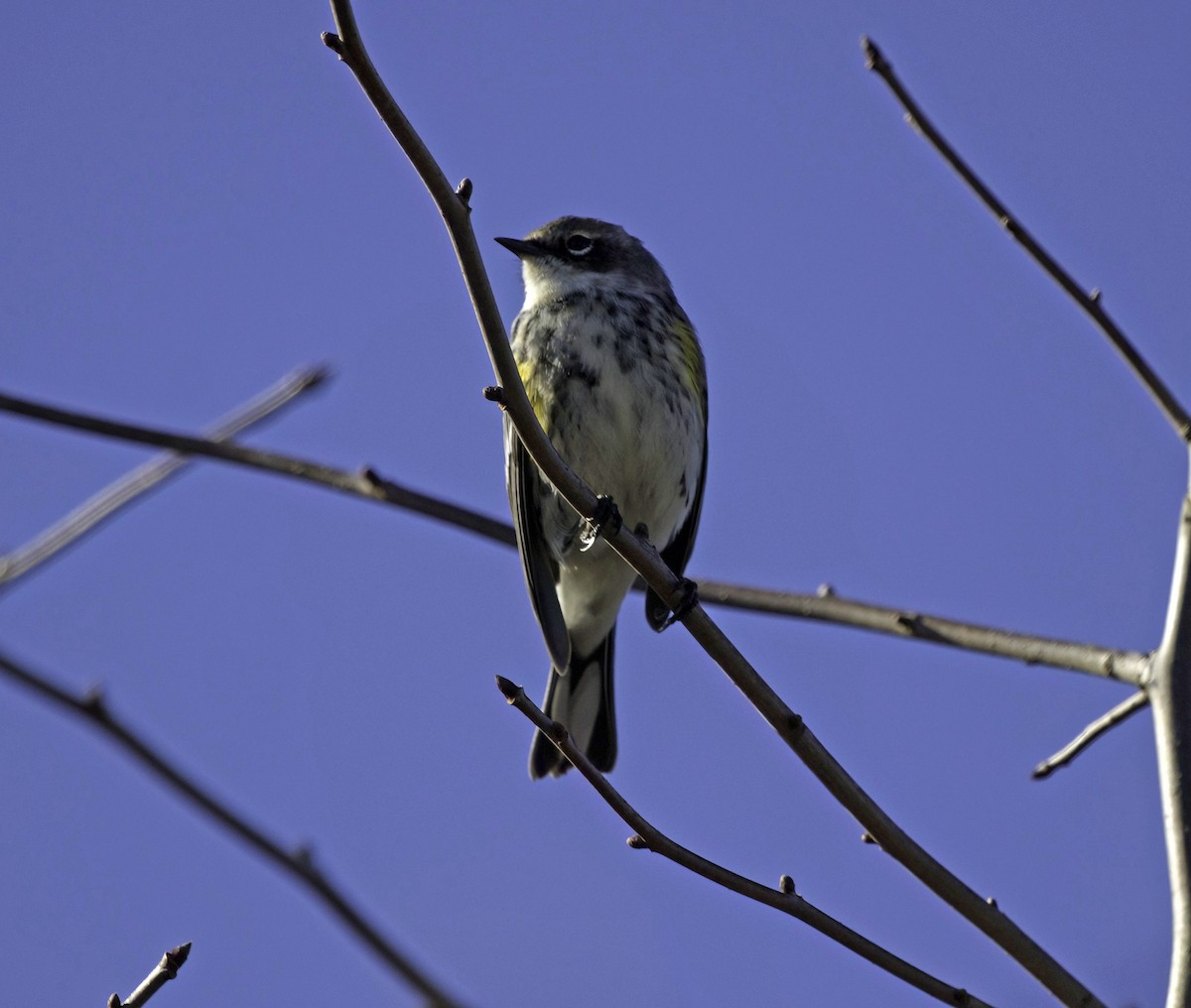 Yellow-rumped Warbler - ML644857757