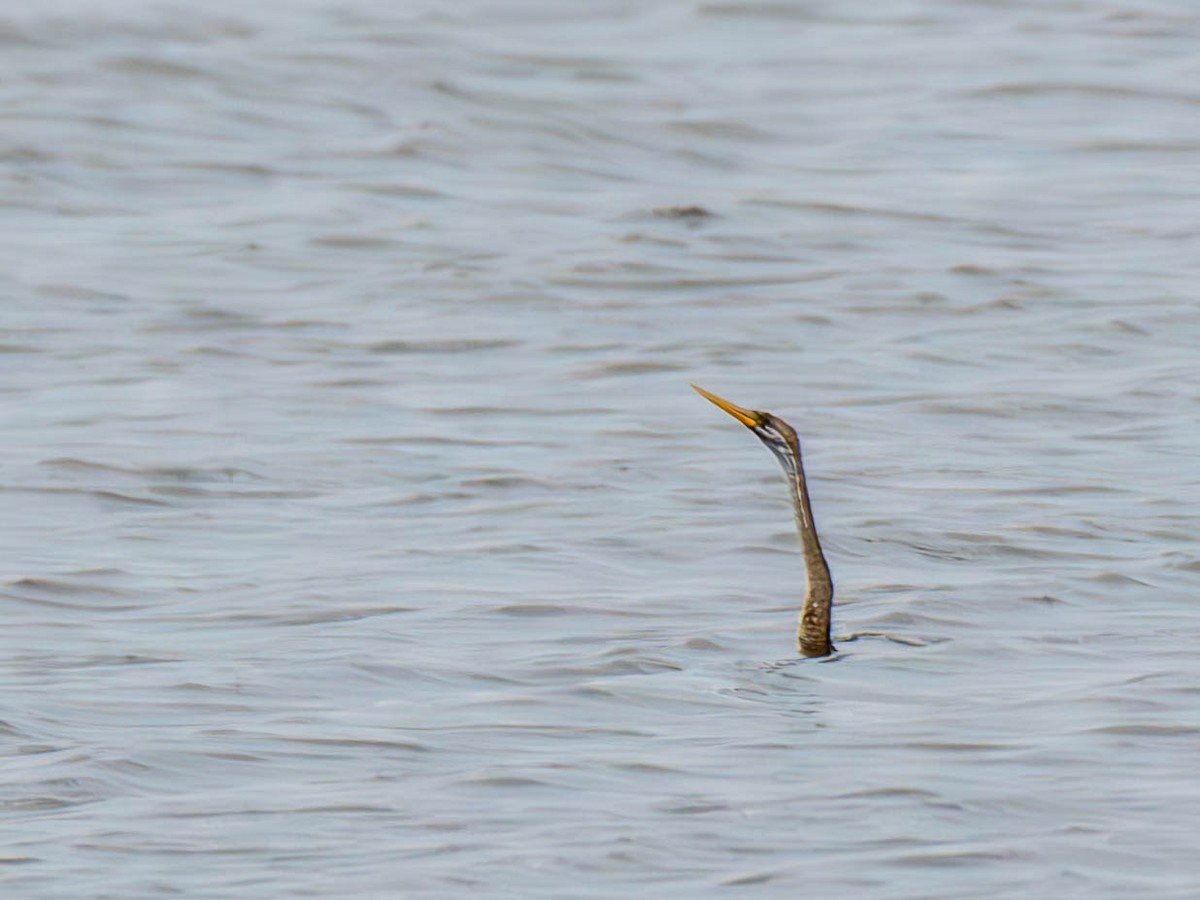 Doğu Yılanboyunu - ML644857760