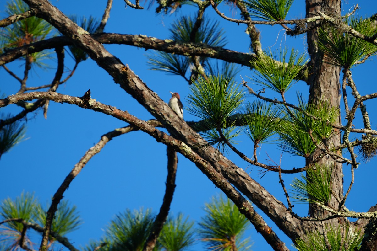 Red-headed Woodpecker - ML644857763