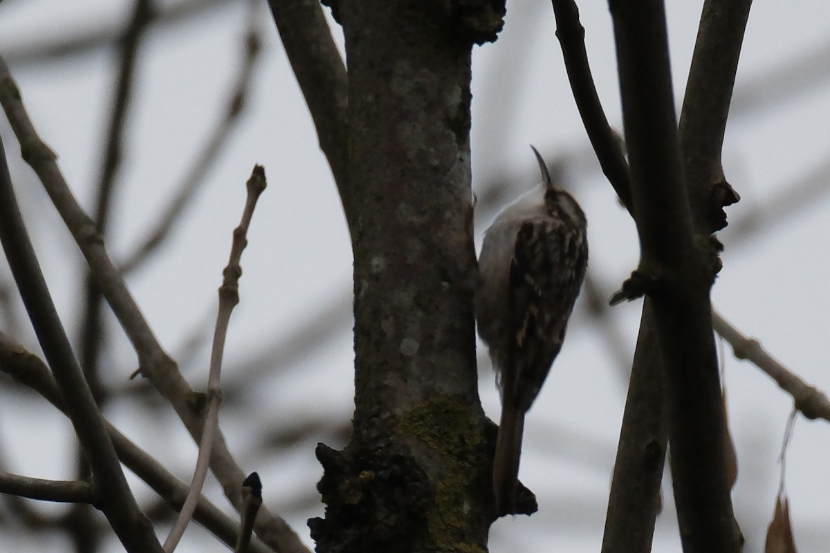 タンシキバシリ - ML644857767