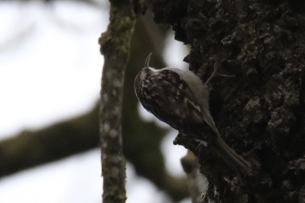 タンシキバシリ - ML644857768