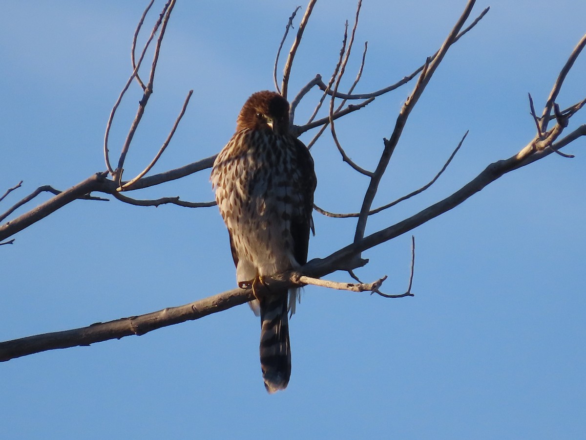 jestřáb americký - ML644857771