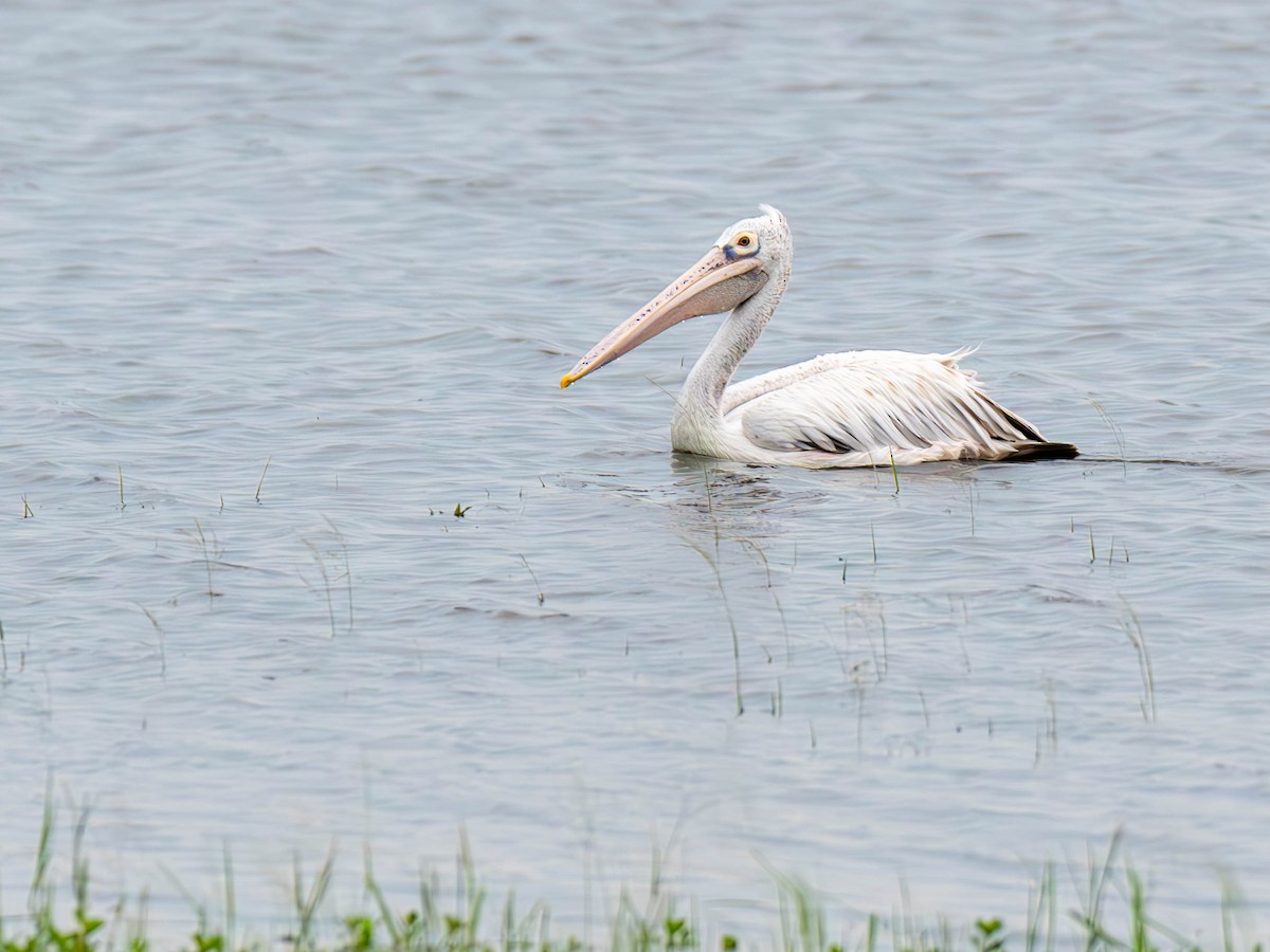 Pelikano tantoduna - ML644857785