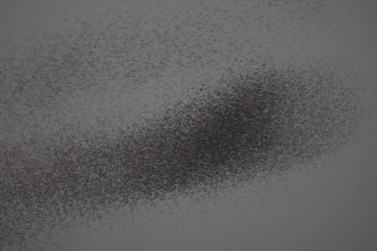 Common Grackle - ML644857786