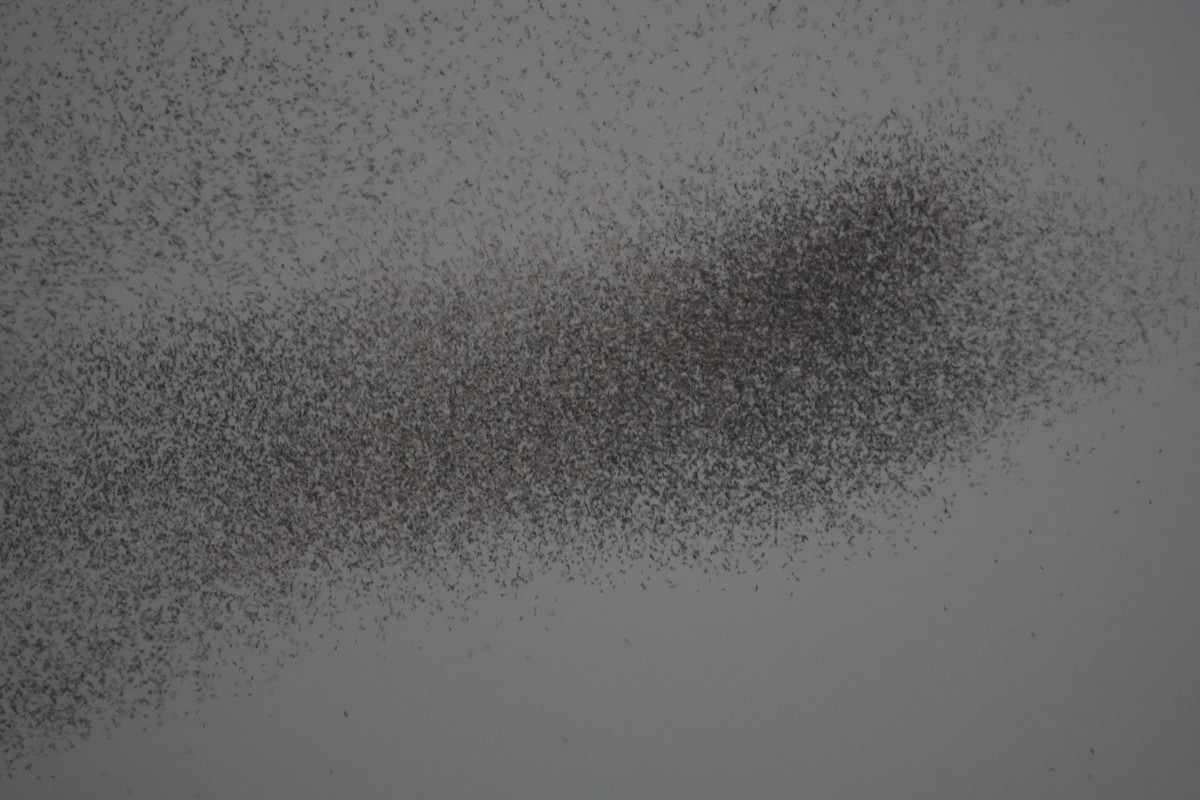 Common Grackle - ML644857787