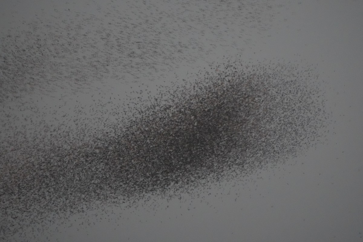 Common Grackle - ML644857788