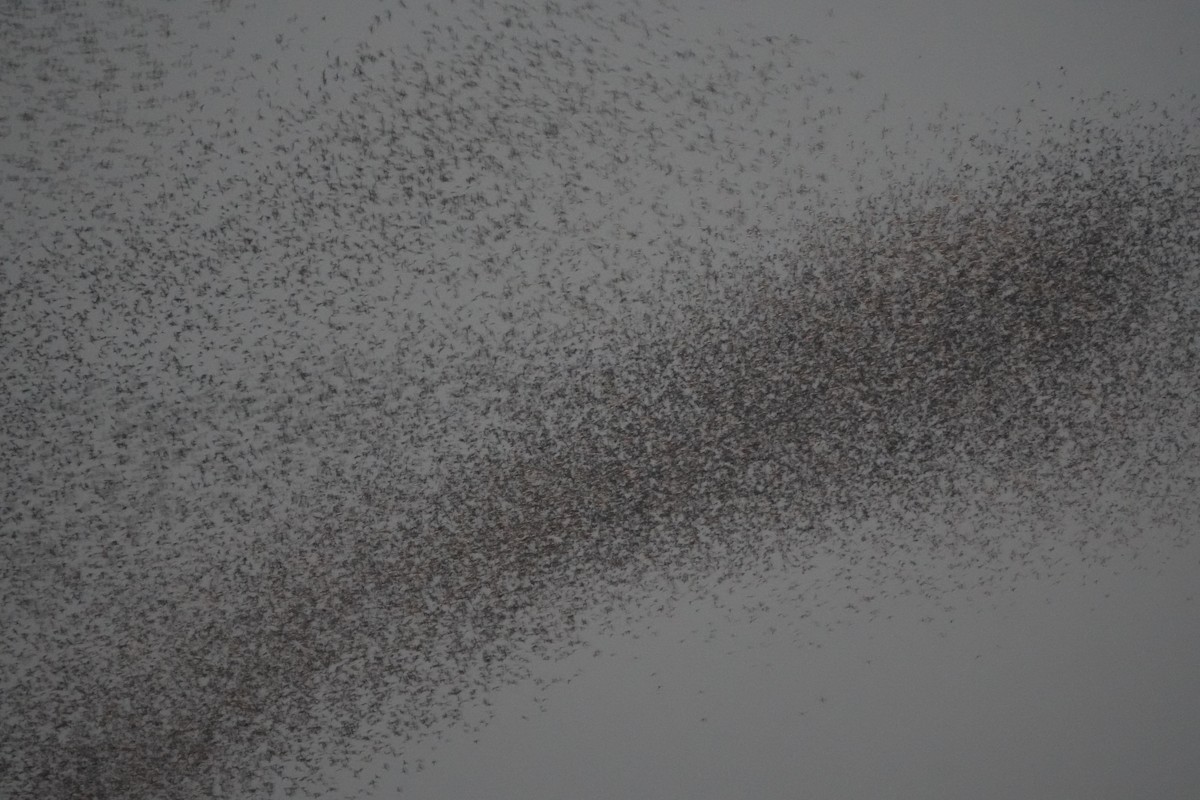 Common Grackle - ML644857789