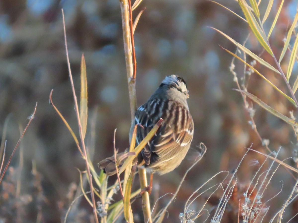 strnadec bělopásý - ML644857792