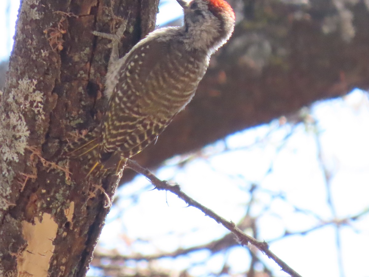 Pito Cardenal - ML644857793