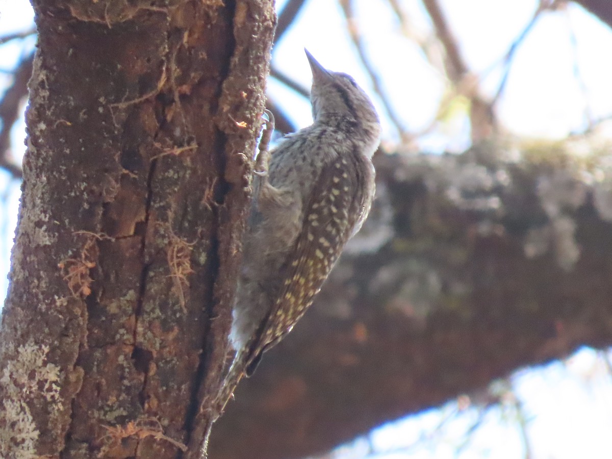 Pito Cardenal - ML644857794