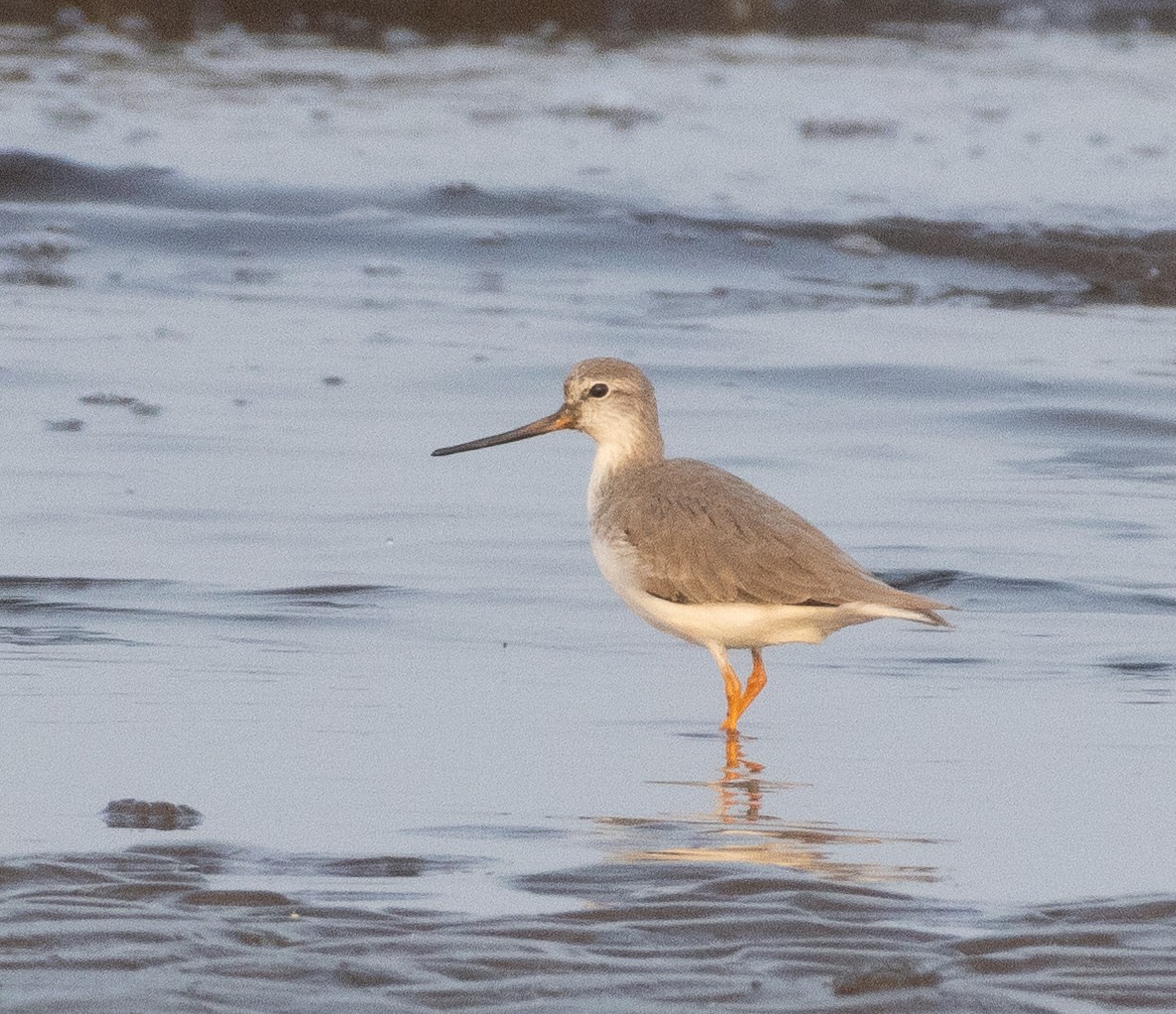 反嘴鷸 - ML644857798