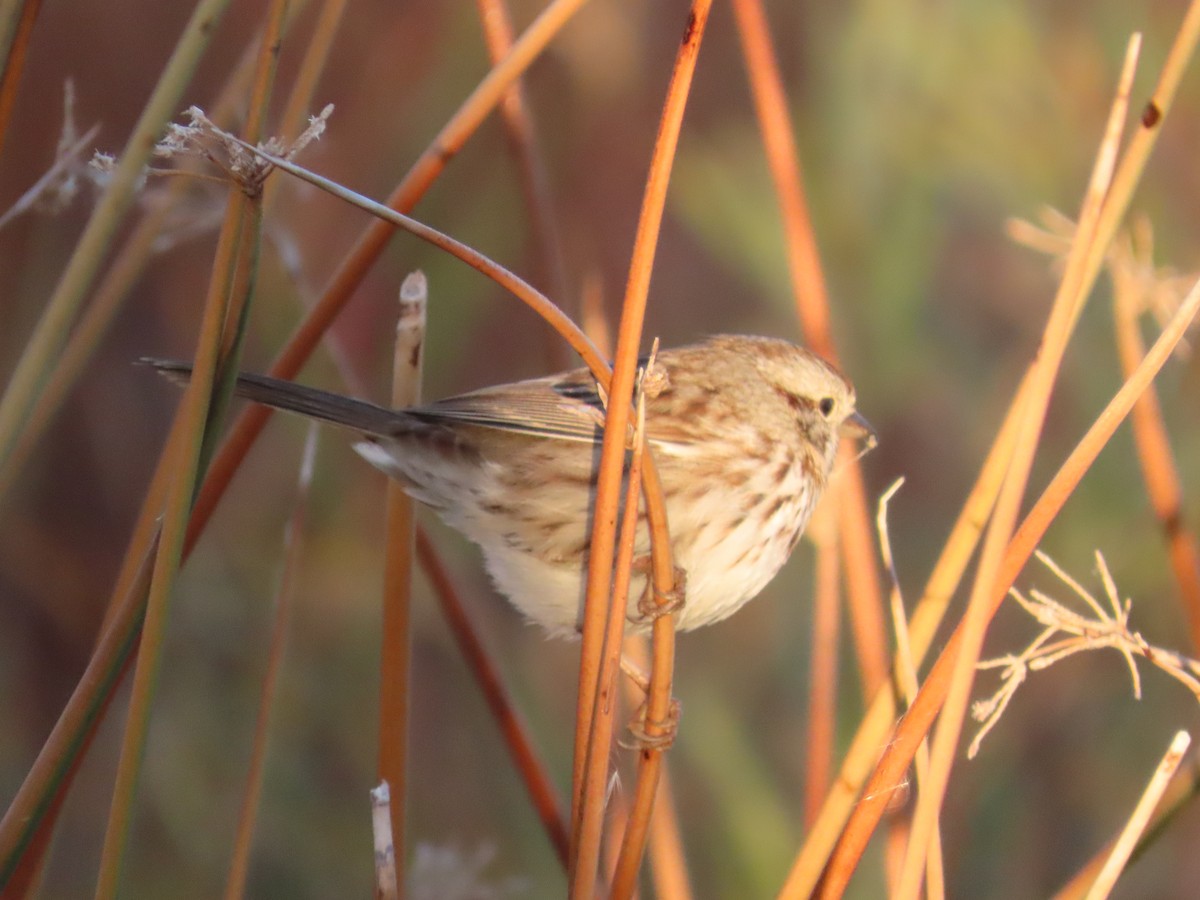 strnadec zpěvný - ML644857811