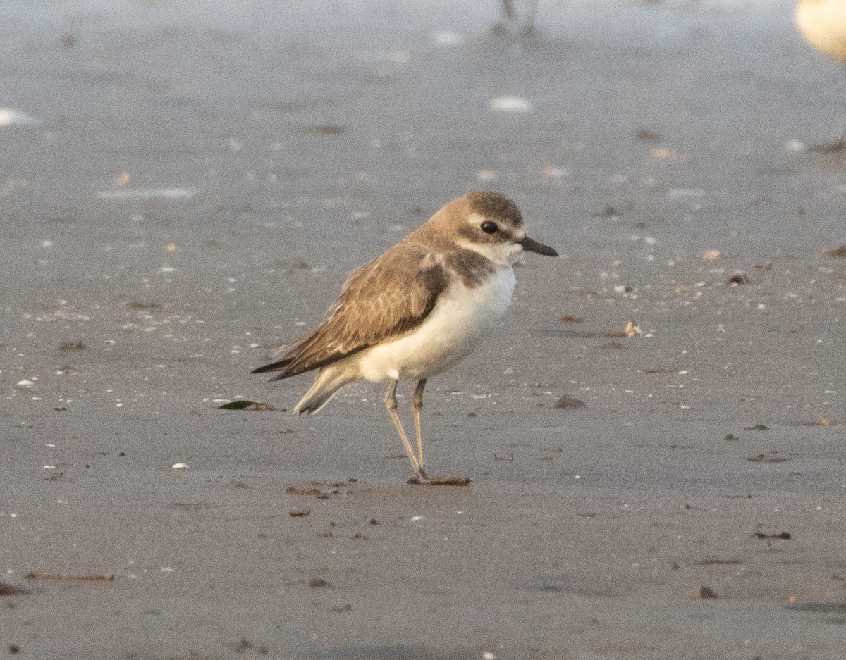 Tibetan Sand-Plover - ML644857817