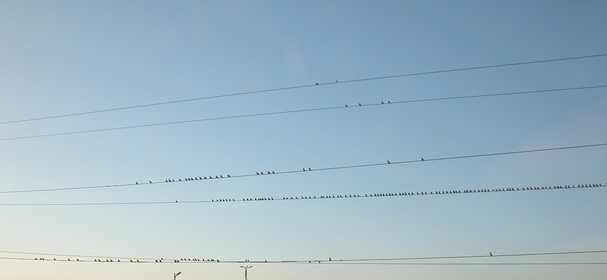 brkoslav severní - ML644857821