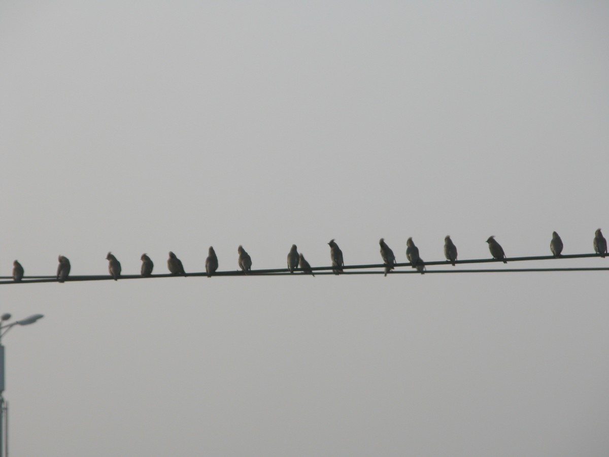 brkoslav severní - ML644857822