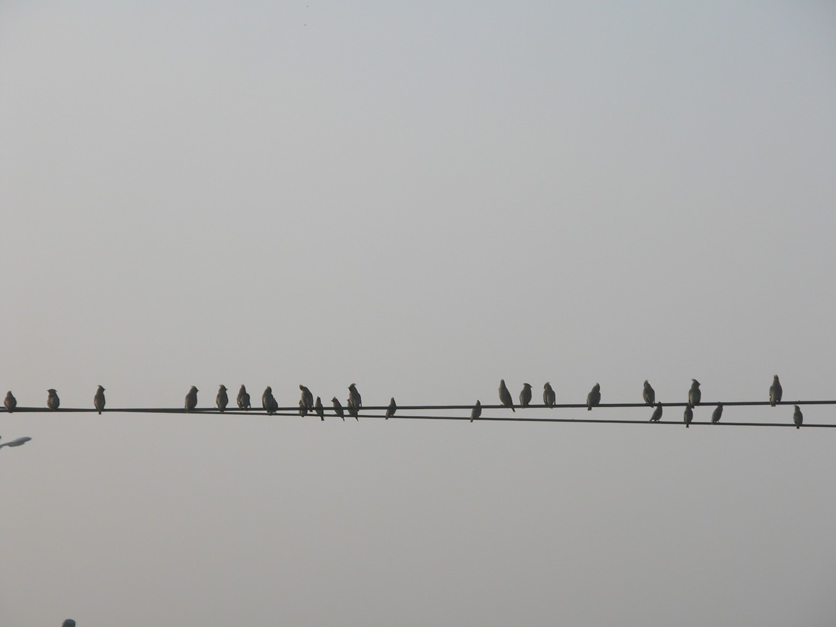 brkoslav severní - ML644857823