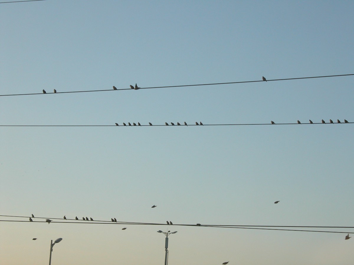 brkoslav severní - ML644857824