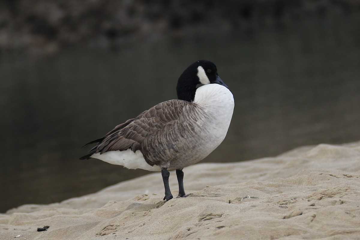 Canada Goose - ML644857839