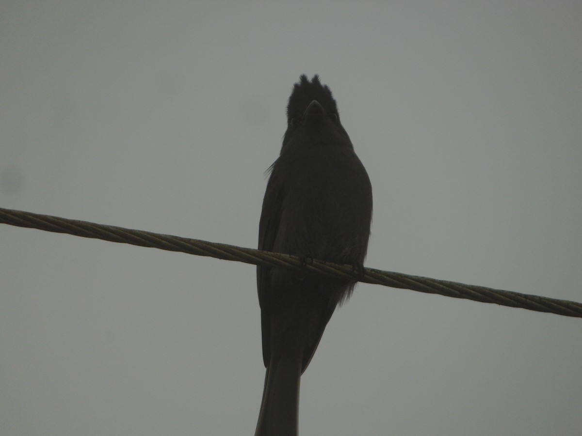 Smoke-colored Pewee - ML644857863