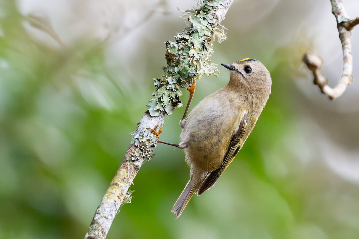 Goldcrest - ML644857866