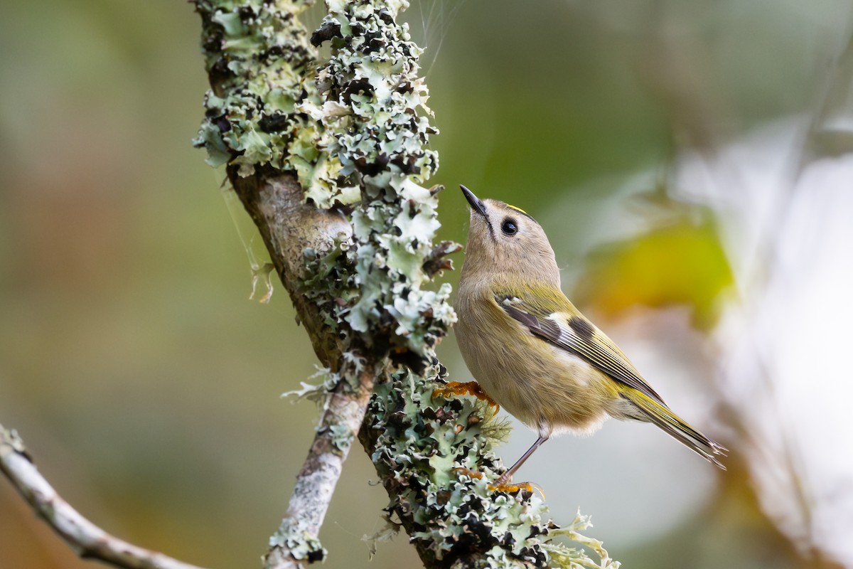 Goldcrest - ML644857868