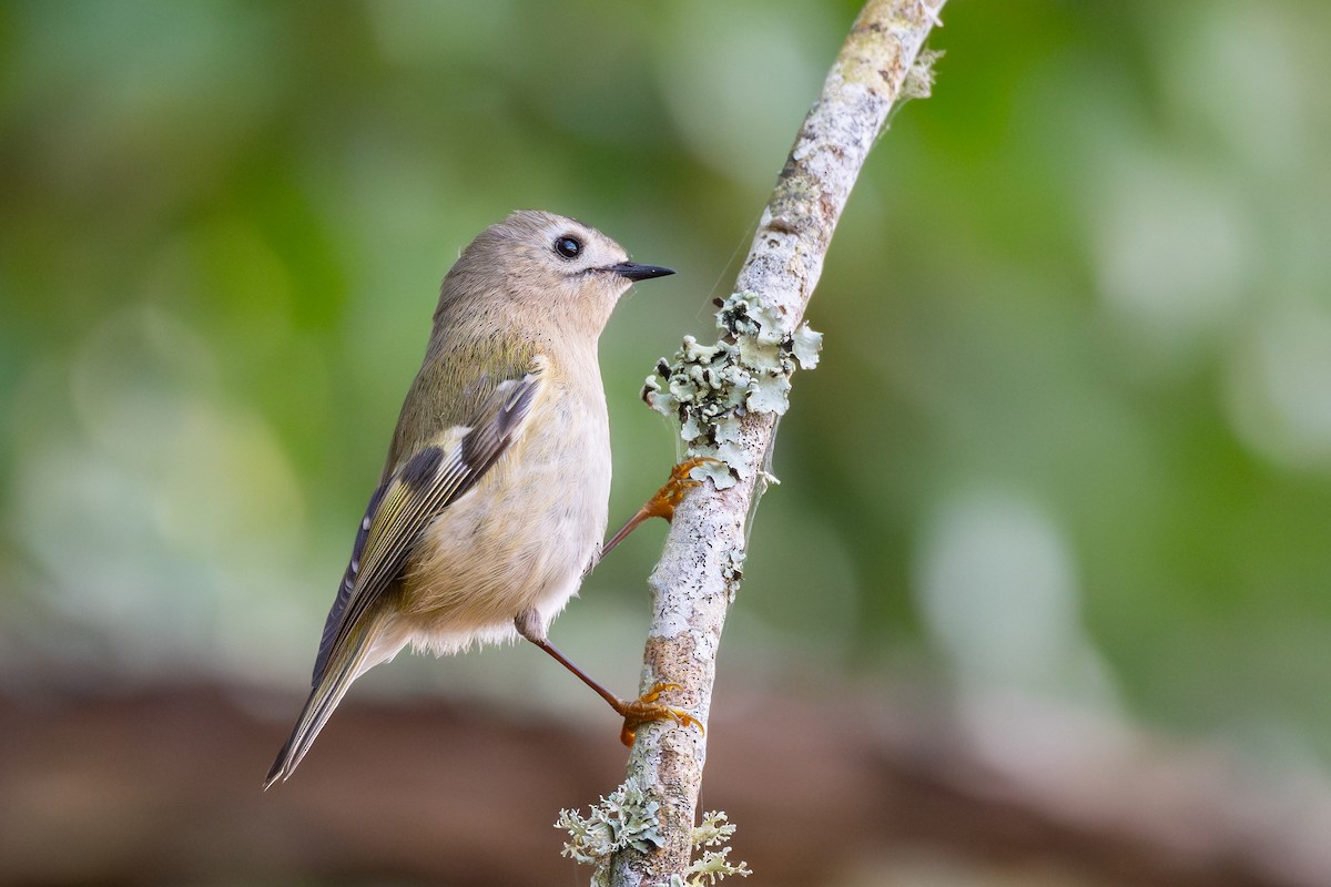 Goldcrest - ML644857869