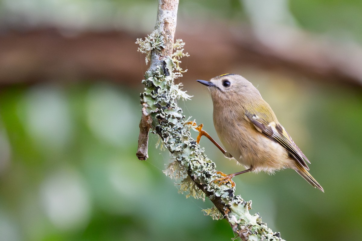 Goldcrest - ML644857870
