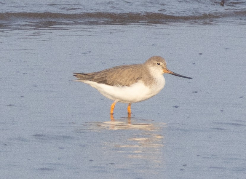 反嘴鷸 - ML644857877