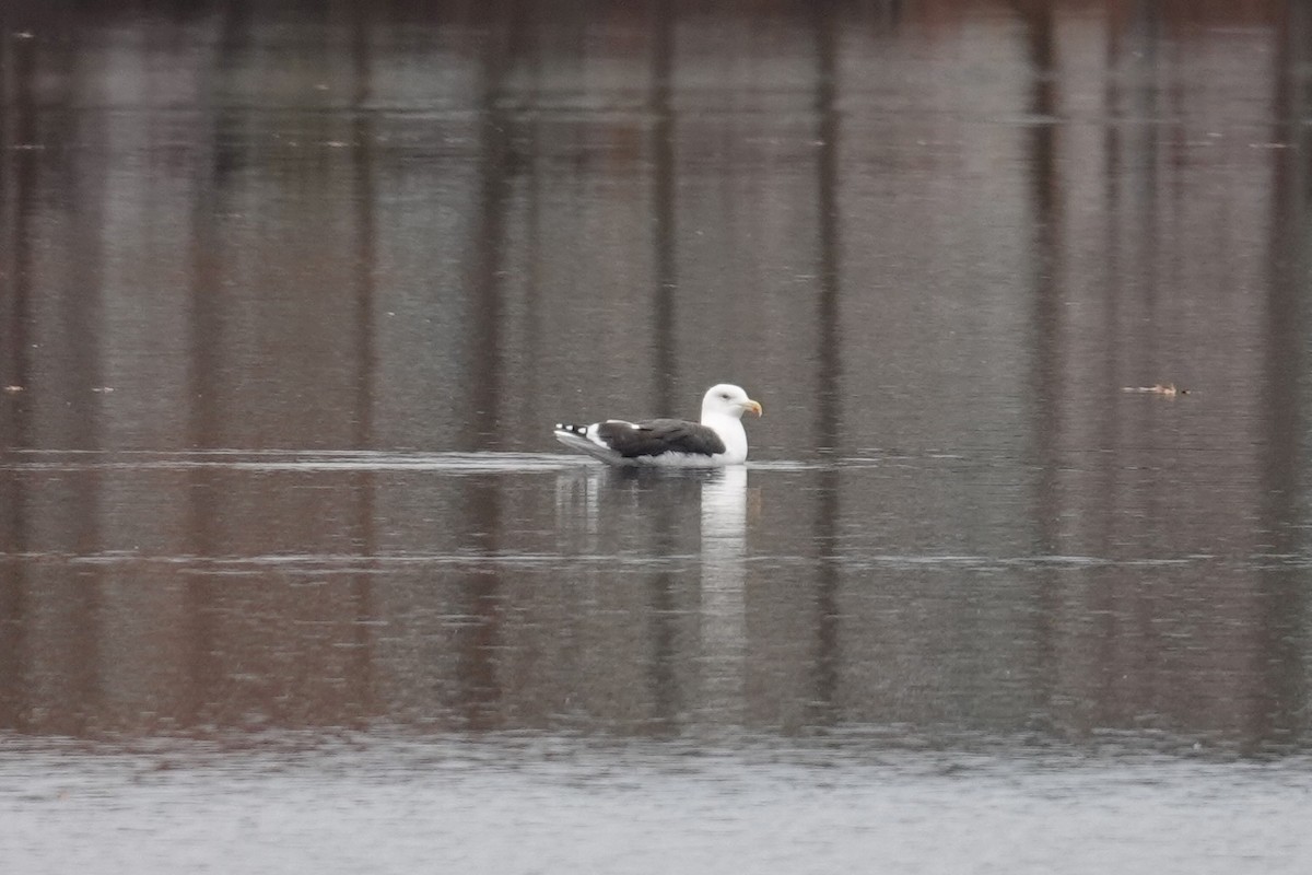Great Black-backed Gull - ML644857882