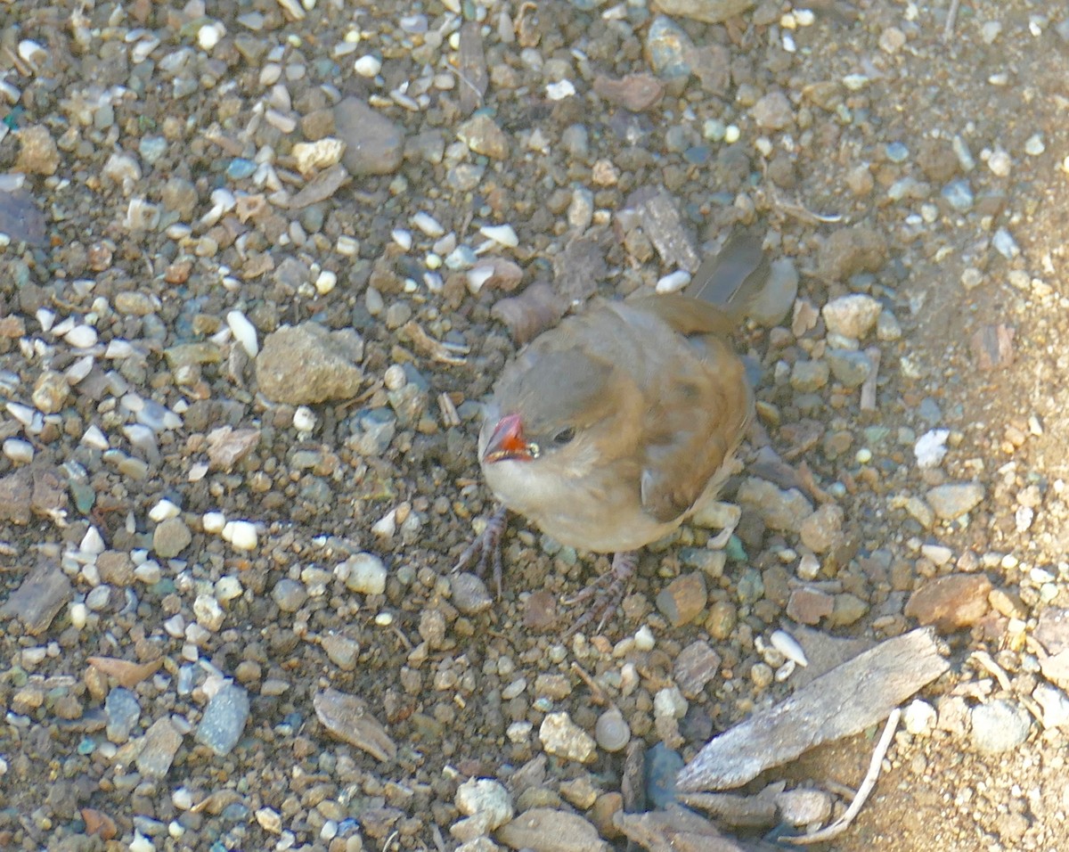 vdovka černobílá - ML644857896