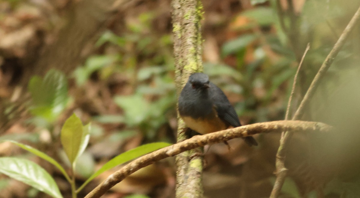 Alicorto Flanquirrufo - ML644857901