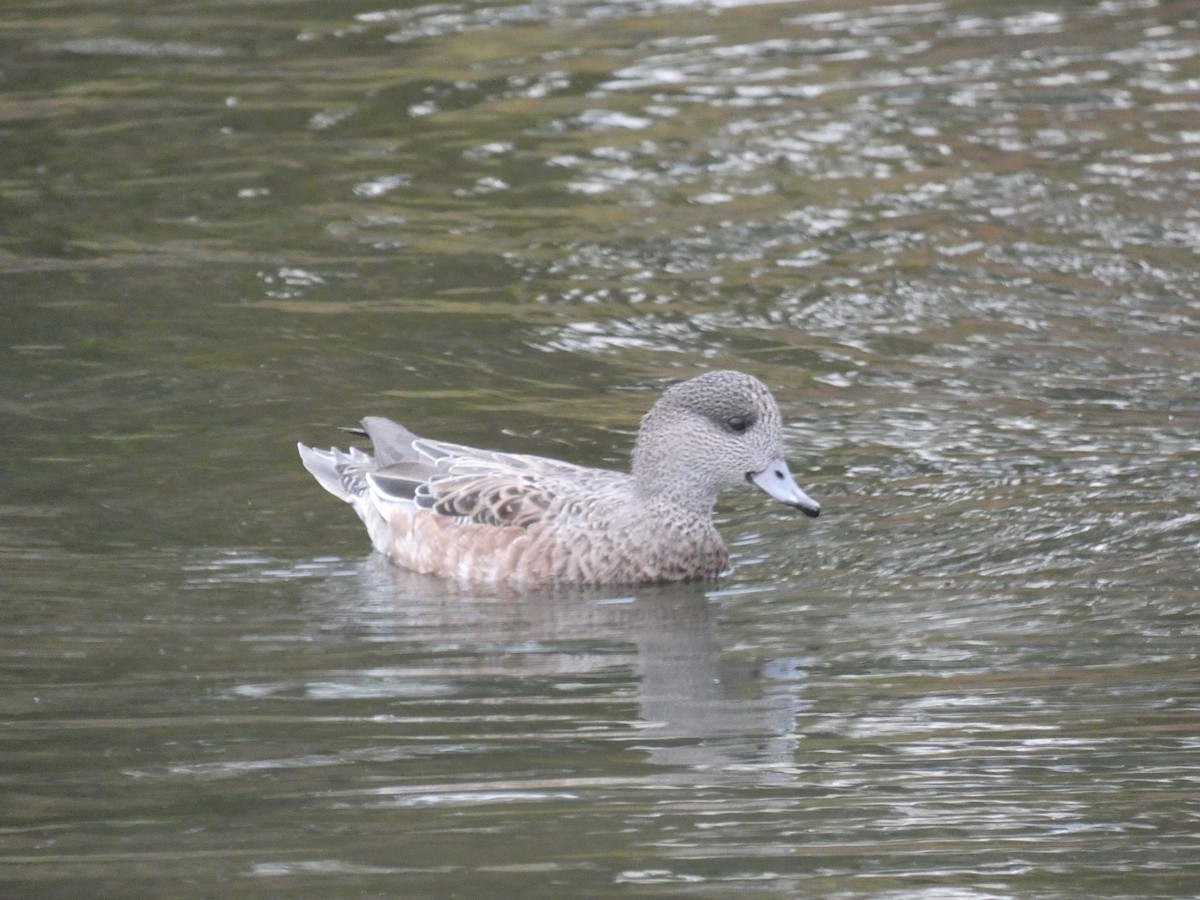 American Wigeon - ML644857904