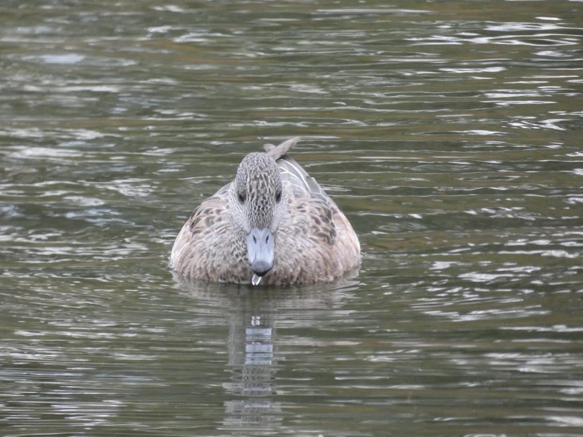 American Wigeon - ML644857905
